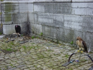 2008-11-02 Vresse Kembakor (4)