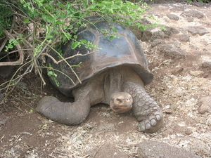 reuzelschildpad Galapagos eilanden