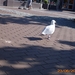 VERLOF JUNI 09 009