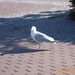 VERLOF JUNI 09 007
