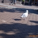 VERLOF JUNI 09 009