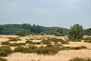 2005_juli_18_hei_hogeveluwe_015