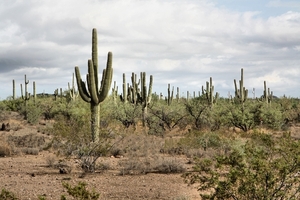 Arizona