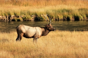 Yellowstone Park