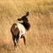 Yellowstone Park