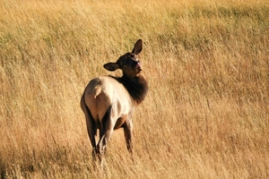 Yellowstone Park