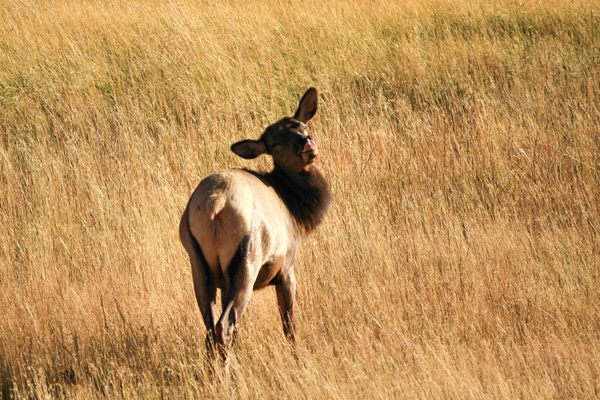 Amerika, Landschappen, natuur