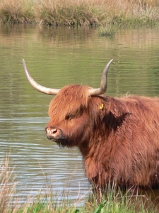 Schotse Hooglander