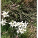 edelweiss