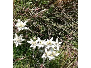 edelweiss