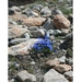 Alpenbloem