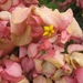 sized_IMG_0705