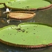 sized_IMG_7210