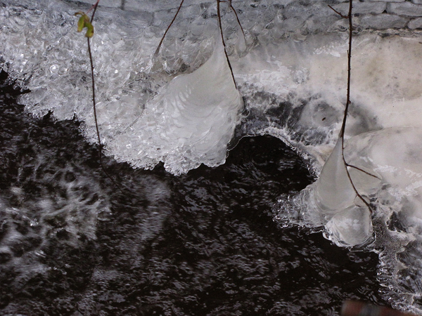 vorst,winter