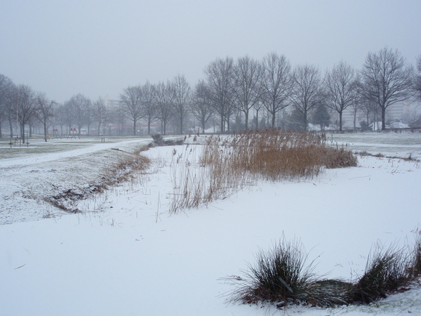 winter,sneeuw,vorst