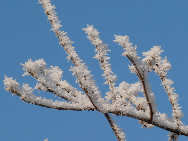 winter,sneeuw,vorst