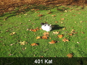 401Kat