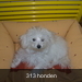 313 Honden