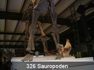 326 Sauropoden