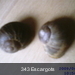 343 Escargots