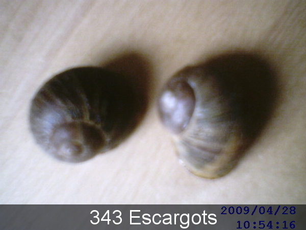 343 Escargots