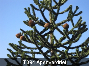 394 Apenverdriet