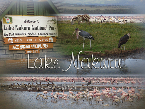 Titel Lake Nakuru