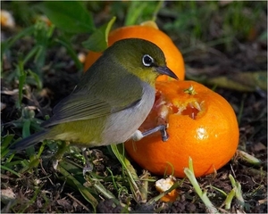 Afbeeldinghh