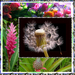 Bloem3