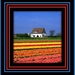 Veld bloemen