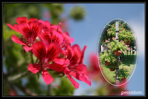 geranium