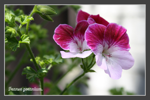 franse geranium.