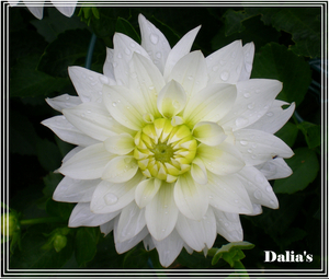 dalia's