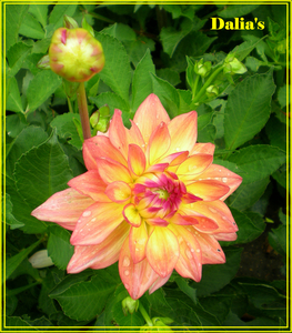 dalia's