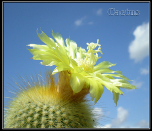 cactus.