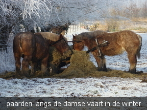 paardenpracht in de winter