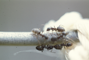 19770000 11 mieren