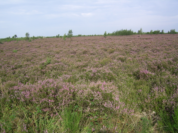 maaslandse heide