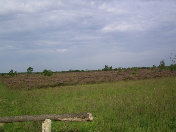 maaslandse heide