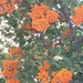 DSCN0514