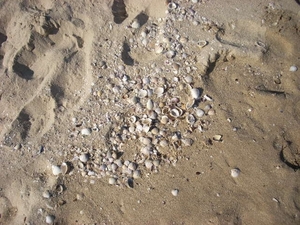 DSCN0551
