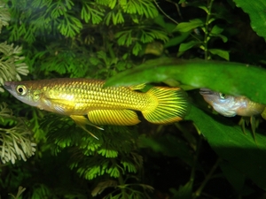 Aplocheilus Lineatus