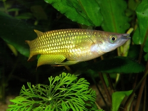 Aplocheilus Lineatus