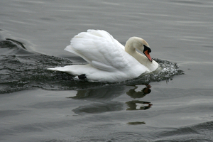 Zwaan 1