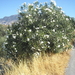 95 oleander tussen moroni en makres