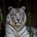 flickr-2963107210-square