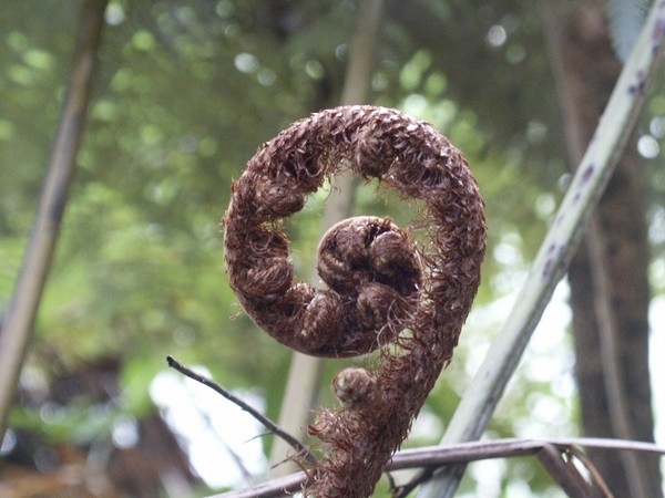een ontluikende varen