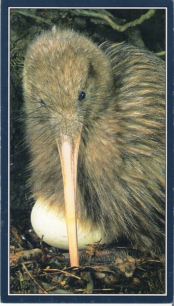 KIWI