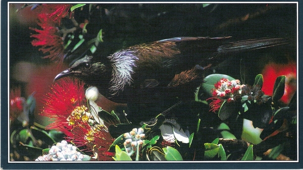 Een Pui in de Pohutukawa boom (boom met bloemen)