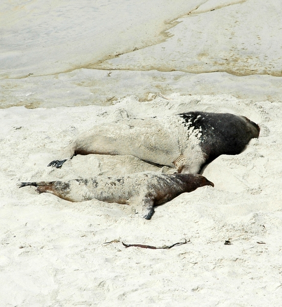 robben in Kaikouri